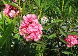 Nerium oleander