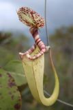 Nepenthes stenophylla. Ловчий кувшинчик. Малайзия, штат Саравак, национальный парк \"Бако\". 30.04.2008.