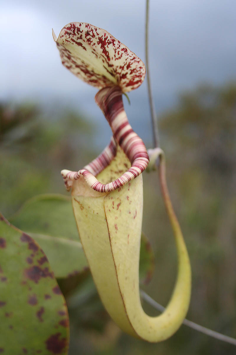 Изображение особи Nepenthes stenophylla.