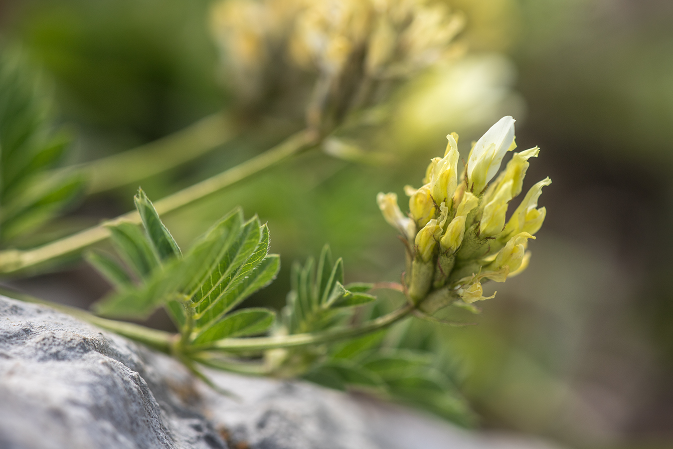 Image of Astragalus freynii specimen.