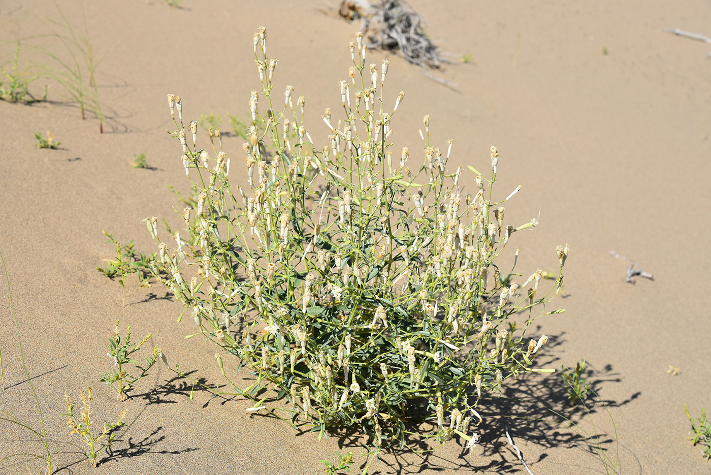 Изображение особи Silene odoratissima.
