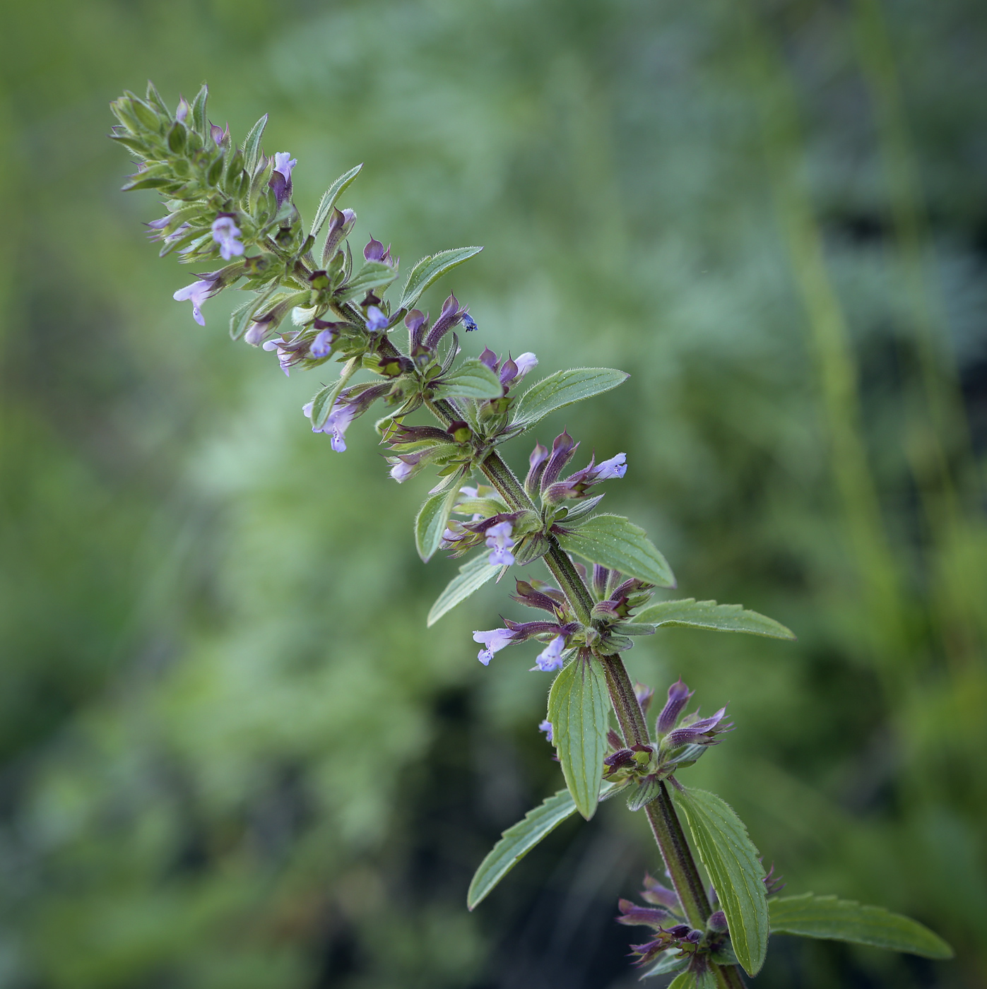 Изображение особи Dracocephalum thymiflorum.