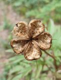 Paeonia anomala