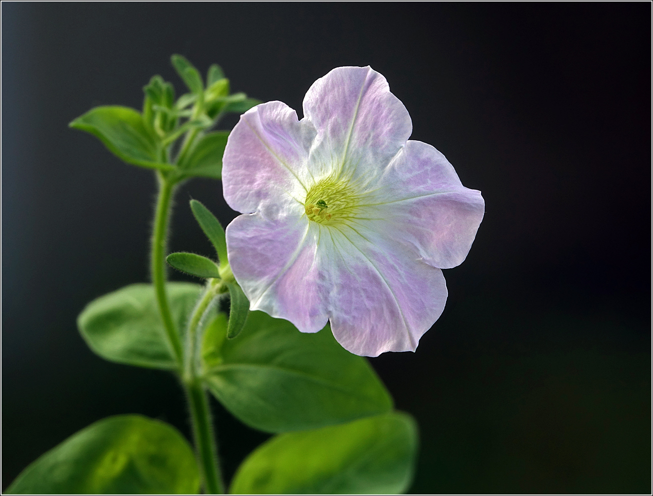 Image of Petunia &times; hybrida specimen.