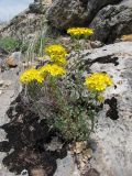 Hypericum scabrum