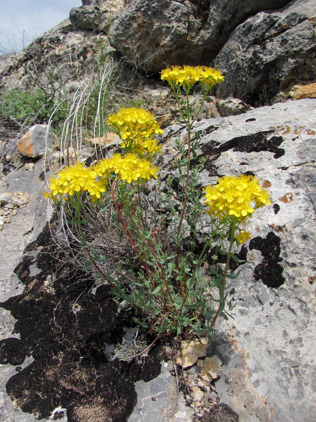 Изображение особи Hypericum scabrum.