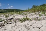 Medicago lupulina. Цветущее и плодоносящее растение. Краснодарский край, Крымский р-н, окр. станицы Гладковская, обсохшее дно пруда, корка подсыхания. 03.06.2018.