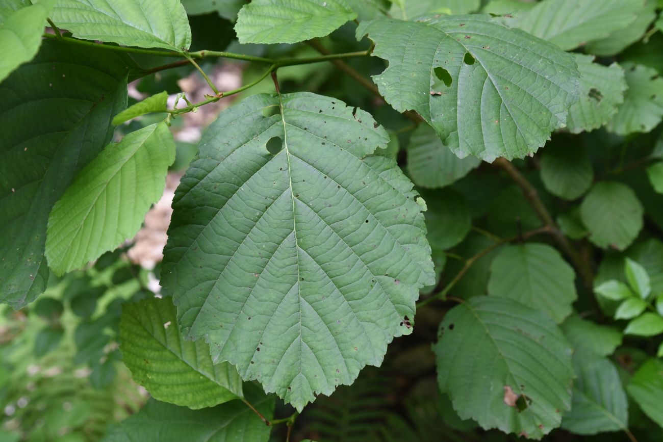 Изображение особи Alnus incana.