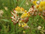 Anthyllis vulneraria