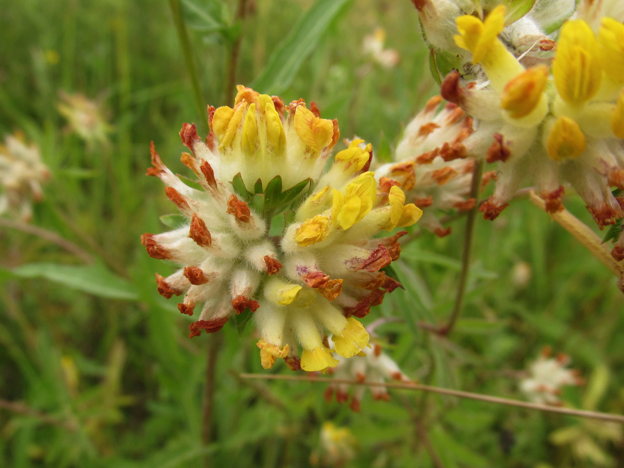 Image of Anthyllis vulneraria specimen.