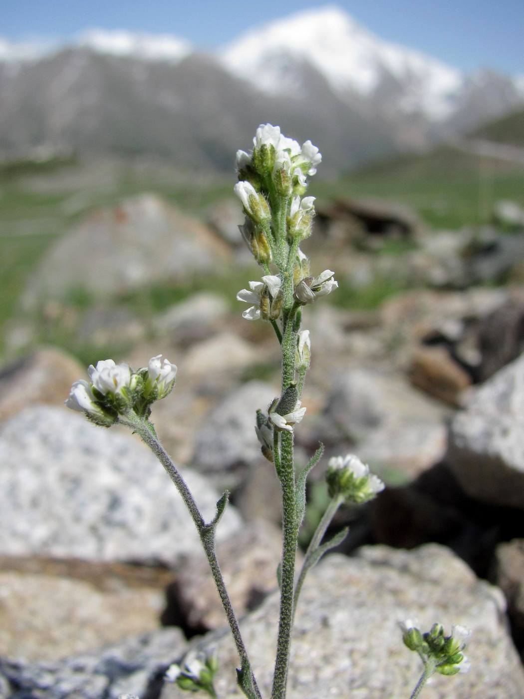 Image of Draba cana specimen.