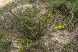 Chamaecytisus ruthenicus