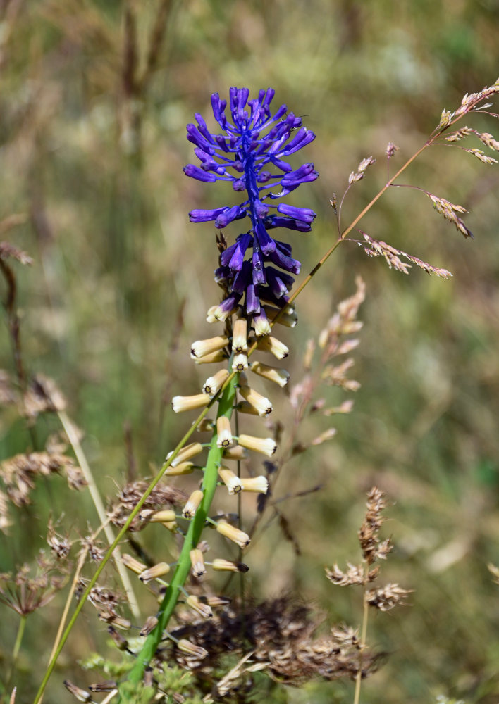 Изображение особи Leopoldia caucasica.