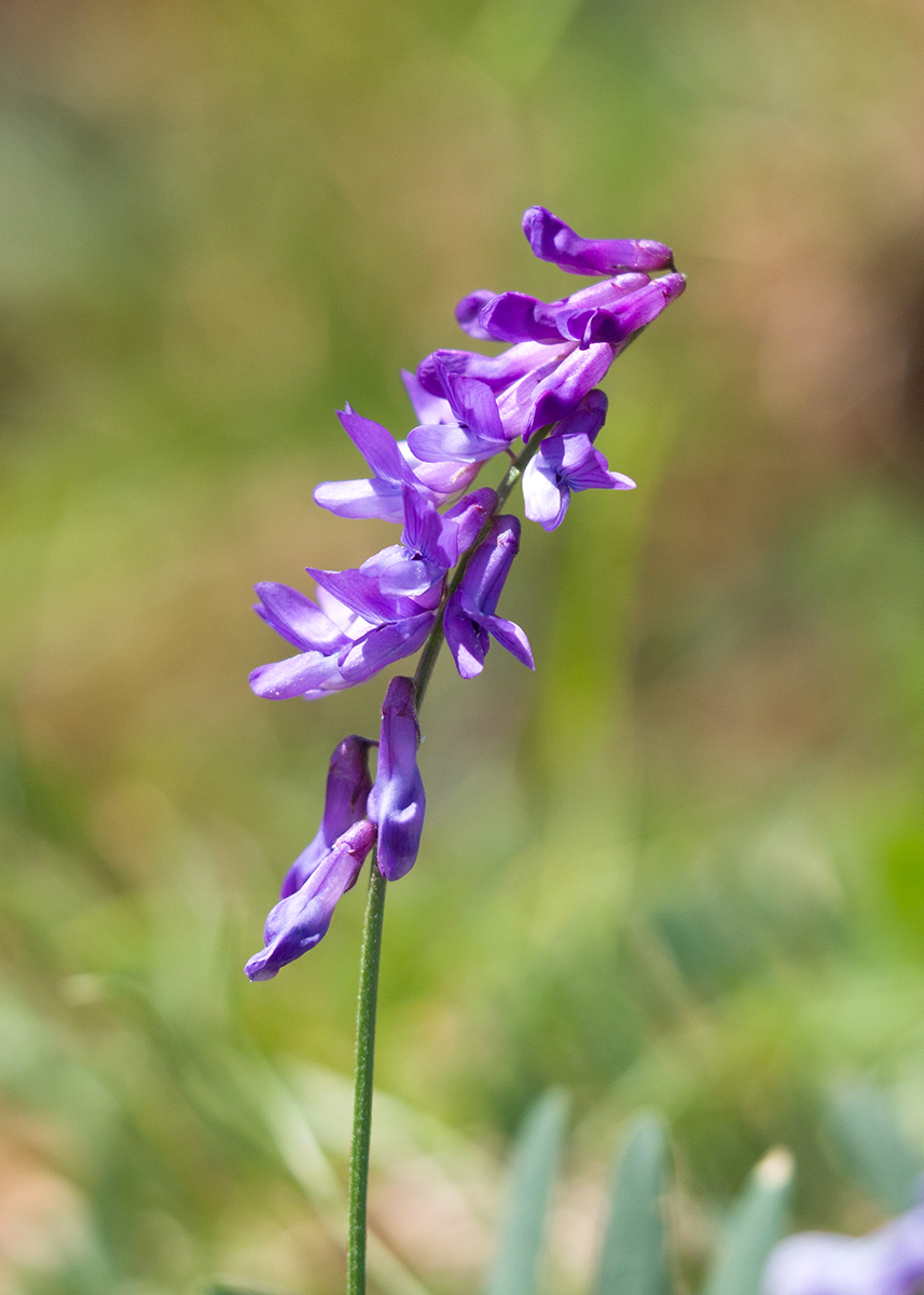 Изображение особи Vicia grossheimii.