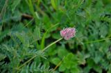 Astragalus danicus. Верхушка побега с соплодием. Алтайский край, Змеиногорский р-н, восточный берег оз. Колыванское, луг. 28.06.2021.