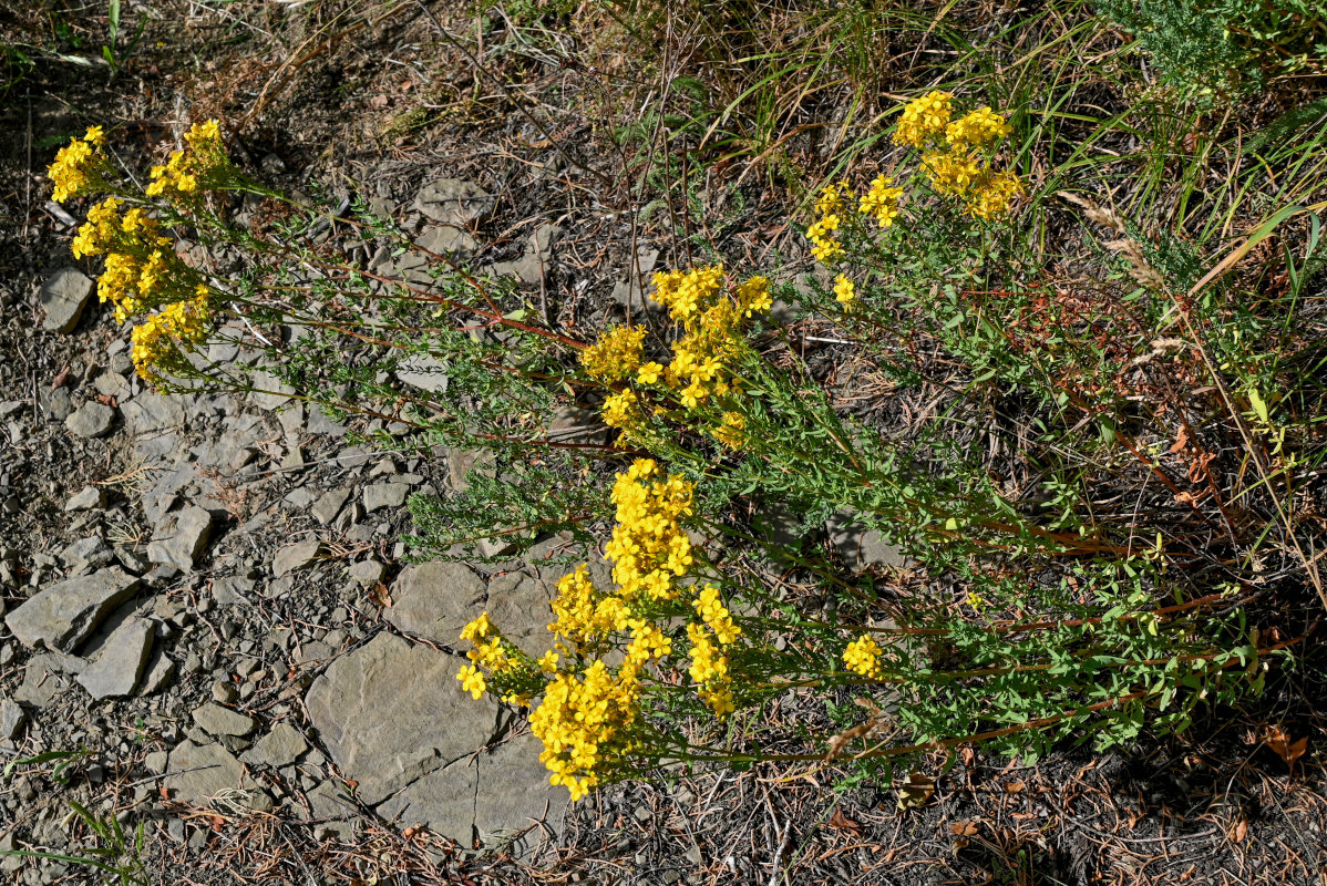 Image of Hypericum scabrum specimen.