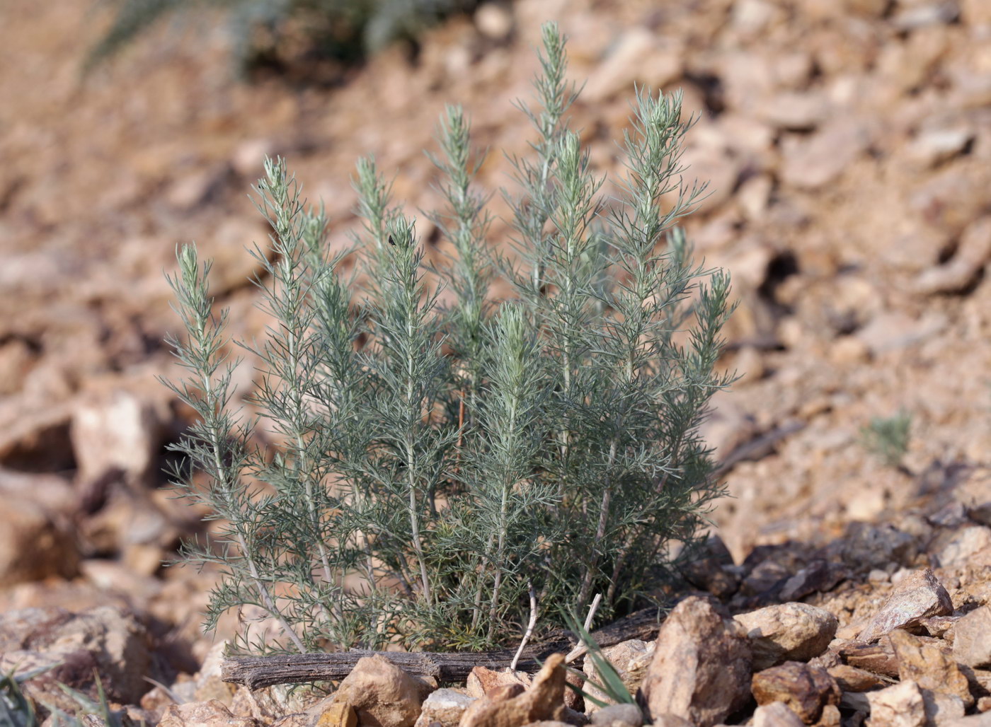 Изображение особи род Artemisia.