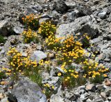 Eschscholzia californica