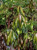 Leucaena leucocephala. Часть ветви с плодами разной степени зрелости. Египет, мухафаза Асуан, храмовый комплекс Абу-Симбел, в культуре. 04.05.2023.