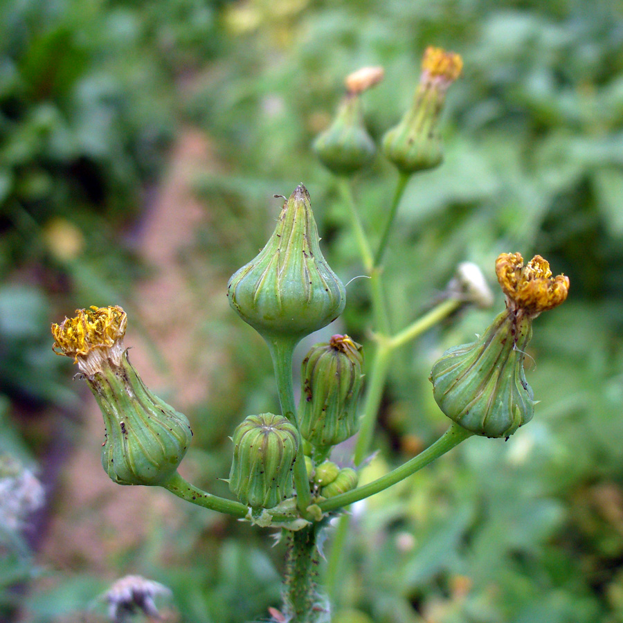 Image of Sonchus asper specimen.