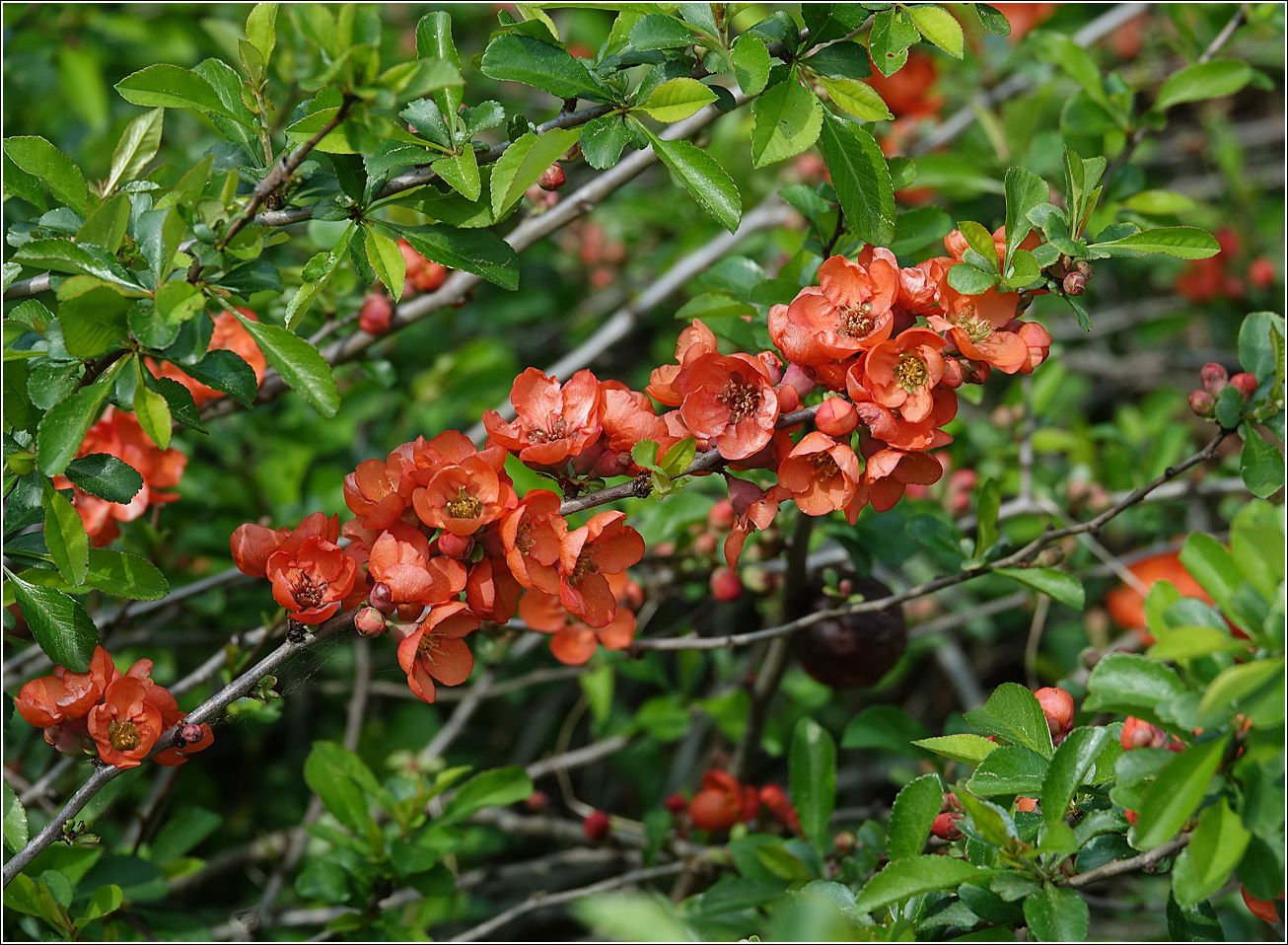 Изображение особи Chaenomeles japonica.