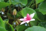 Nymphaea &times; marliacea