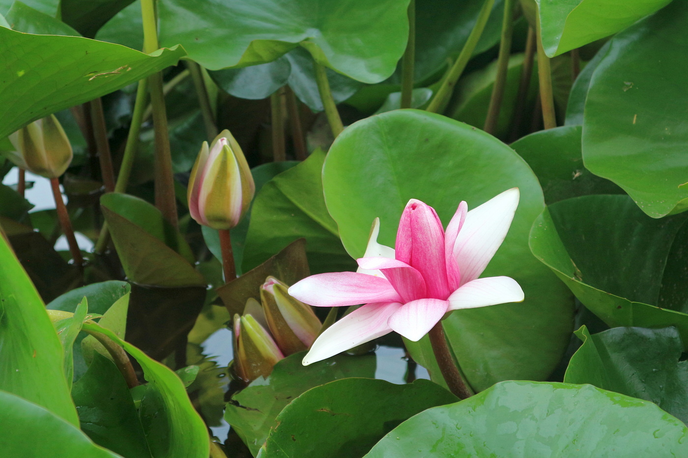 Image of Nymphaea &times; marliacea specimen.