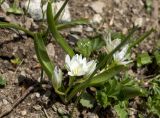 Ornithogalum balansae