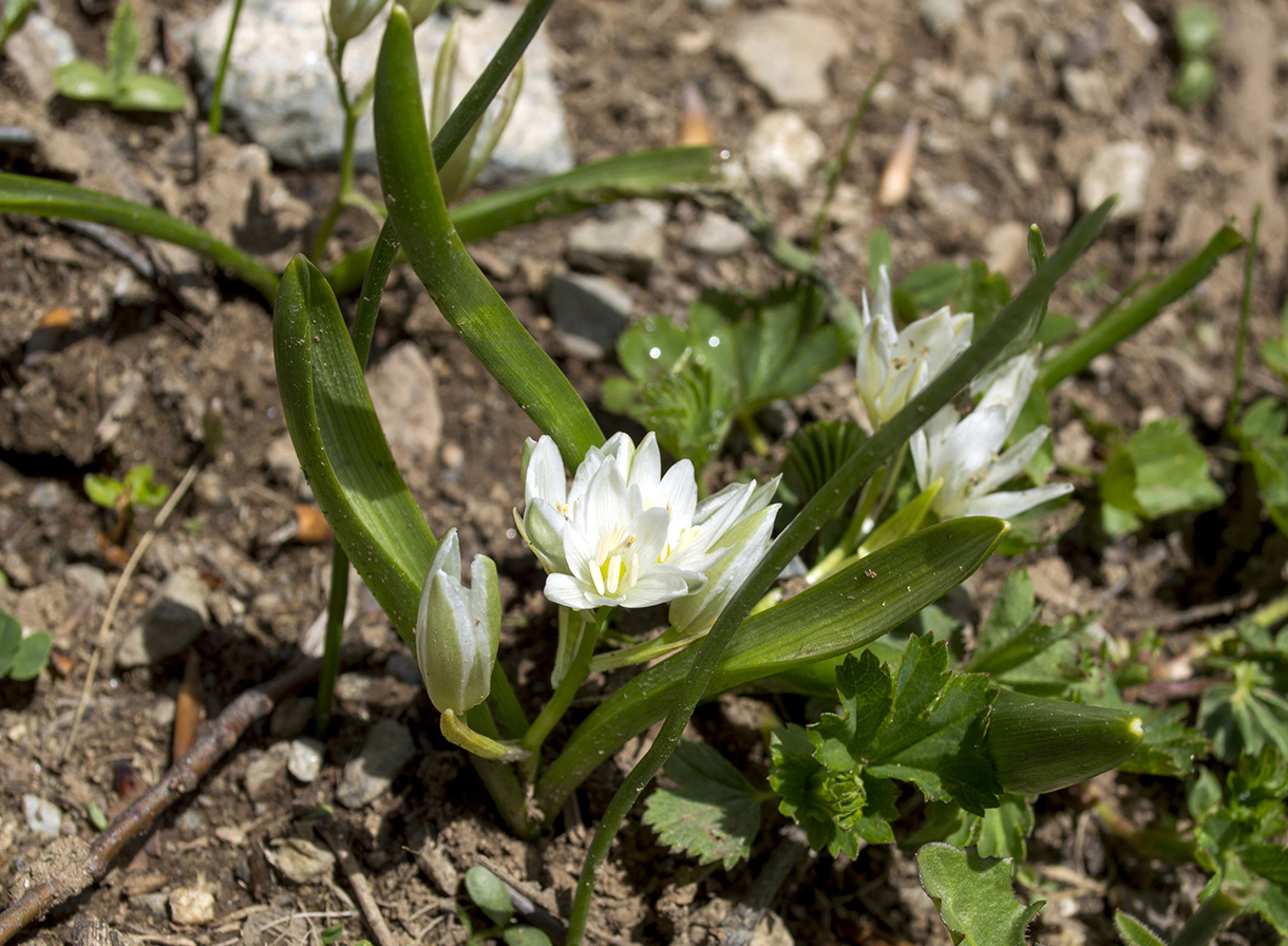 Image of Ornithogalum balansae specimen.