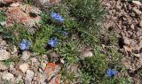 Gentiana kaufmanniana