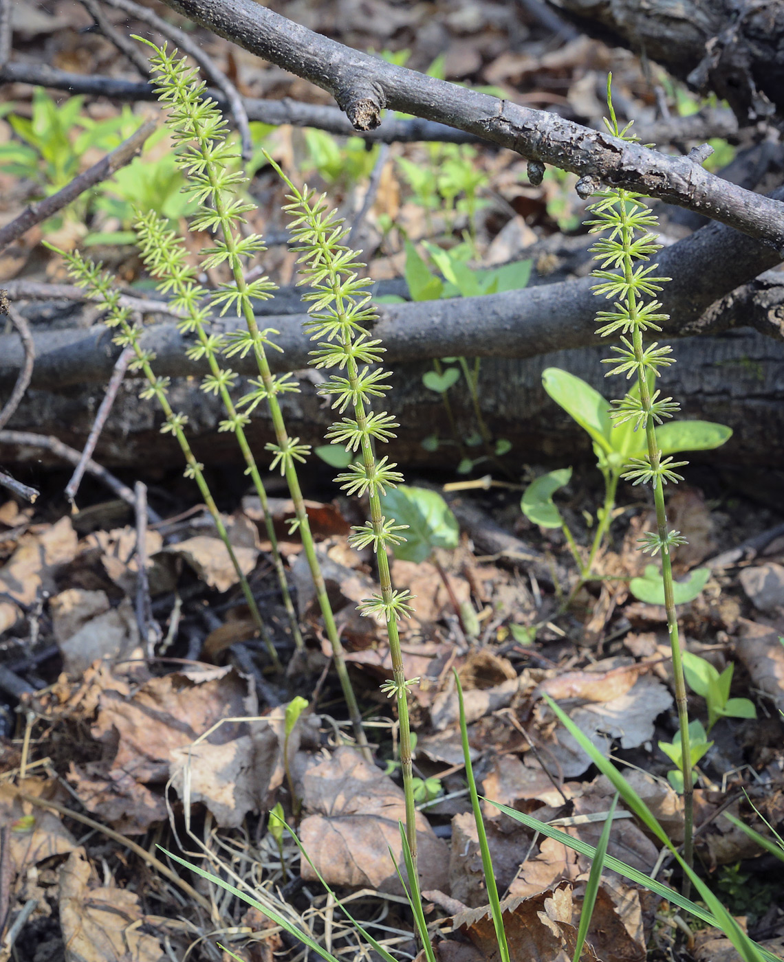 Изображение особи Equisetum pratense.