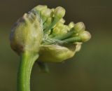 Allium spirale