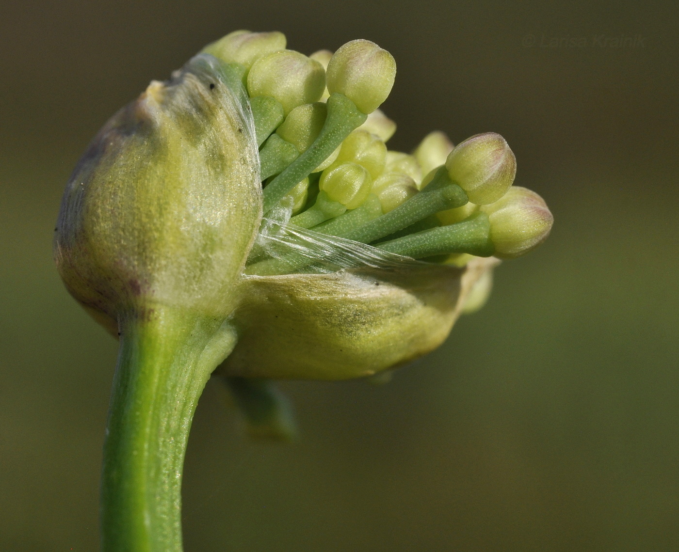 Image of Allium spirale specimen.