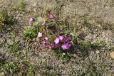 Dianthus imereticus. Цветущее растение. Чечня, Шаройский р-н, гора Чархунышкорт, юго-восточный склон, выс. 2100 м н.у.м, на дороге. 7 августа 2023 г.