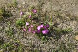 Dianthus imereticus