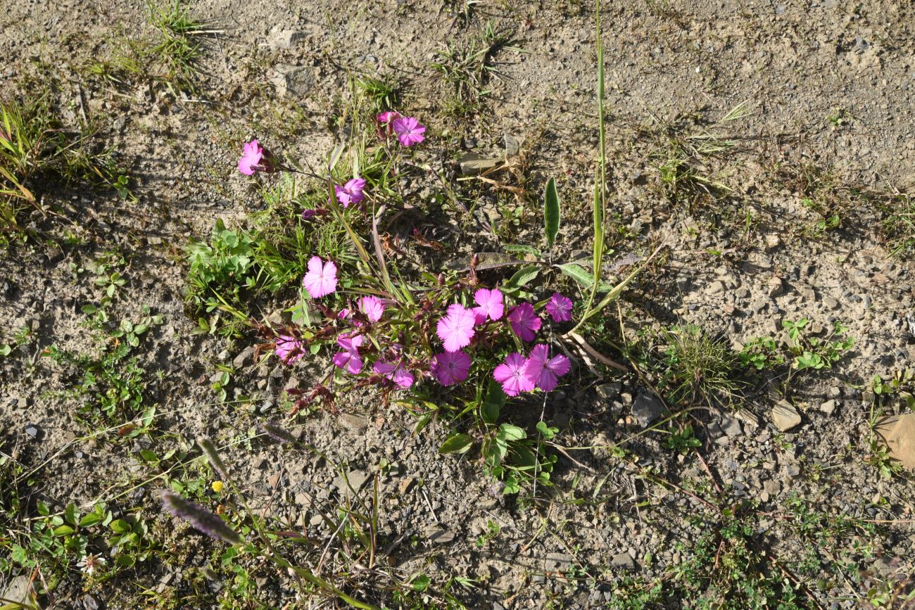 Изображение особи Dianthus imereticus.