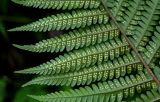 Dryopteris filix-mas