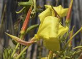 Oenothera glazioviana