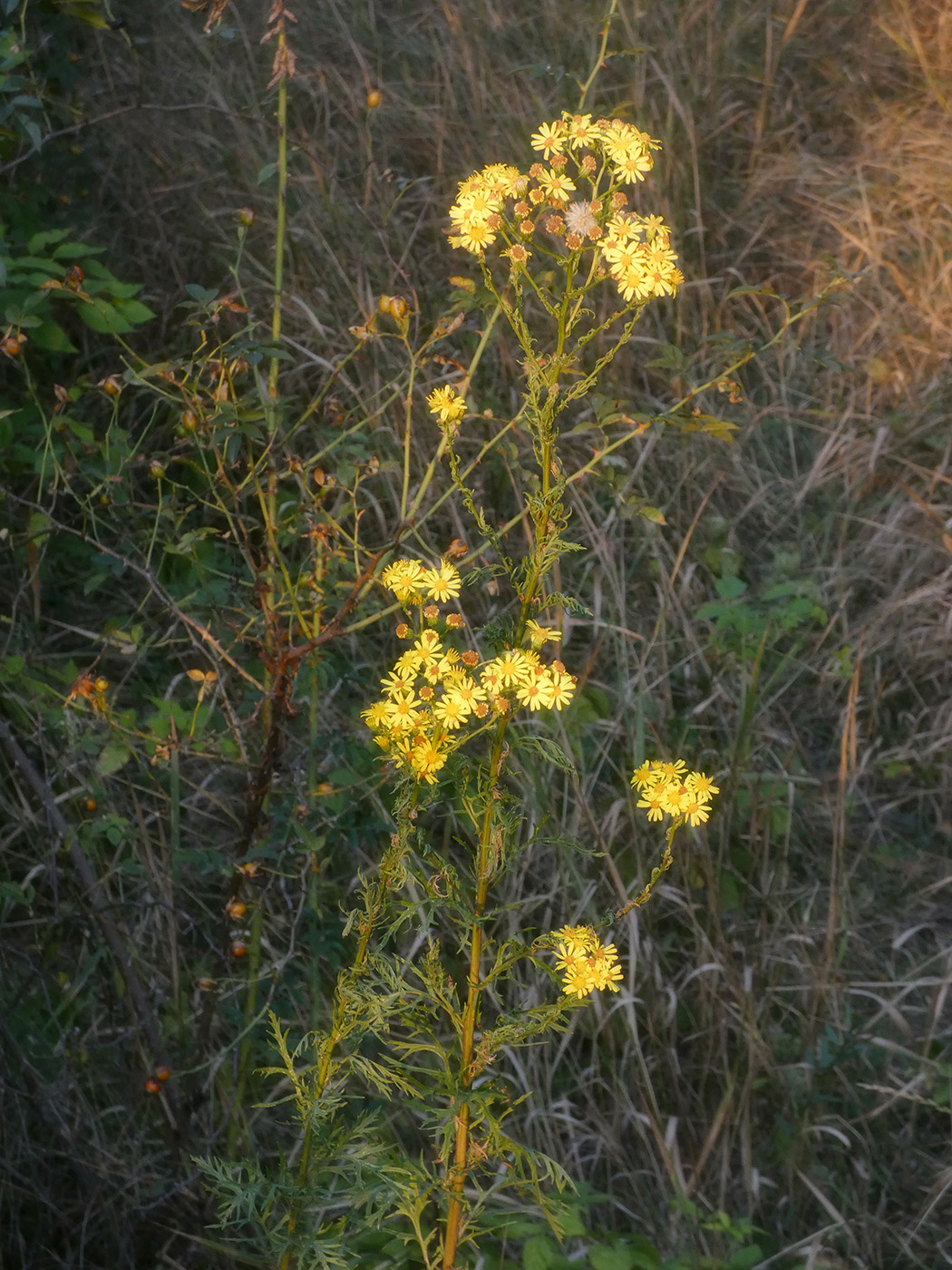 Изображение особи Senecio jacobaea.