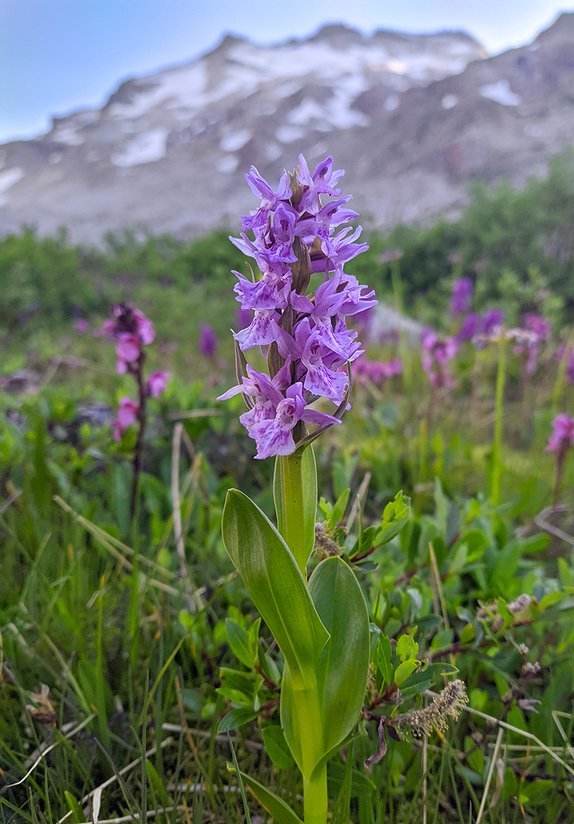 Изображение особи Dactylorhiza euxina.