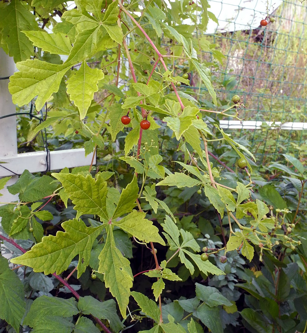 Image of Ampelopsis aconitifolia specimen.