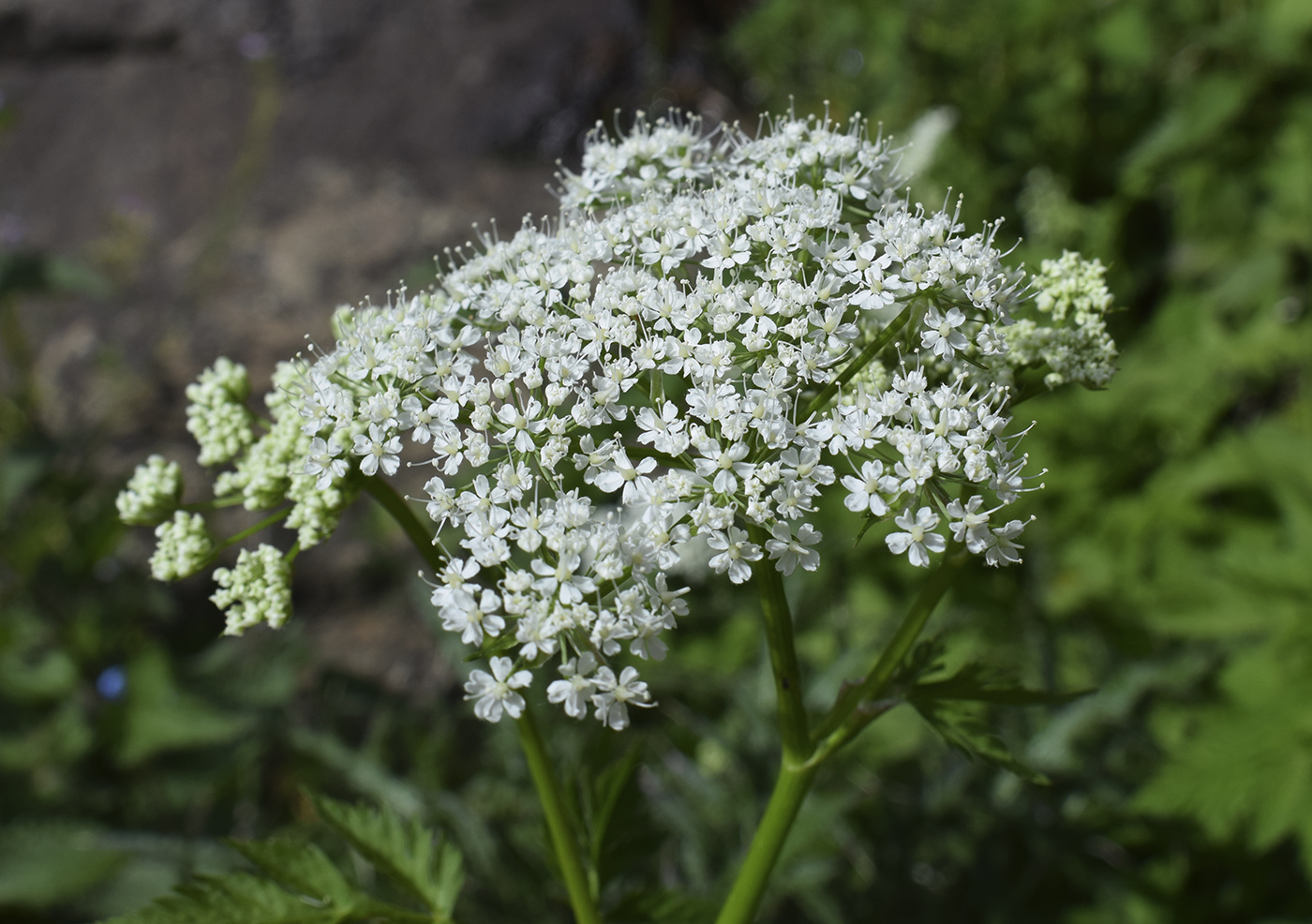 Изображение особи Peucedanum ostruthium.