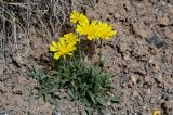 Crepis oreades