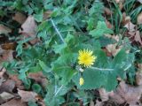 Sonchus oleraceus