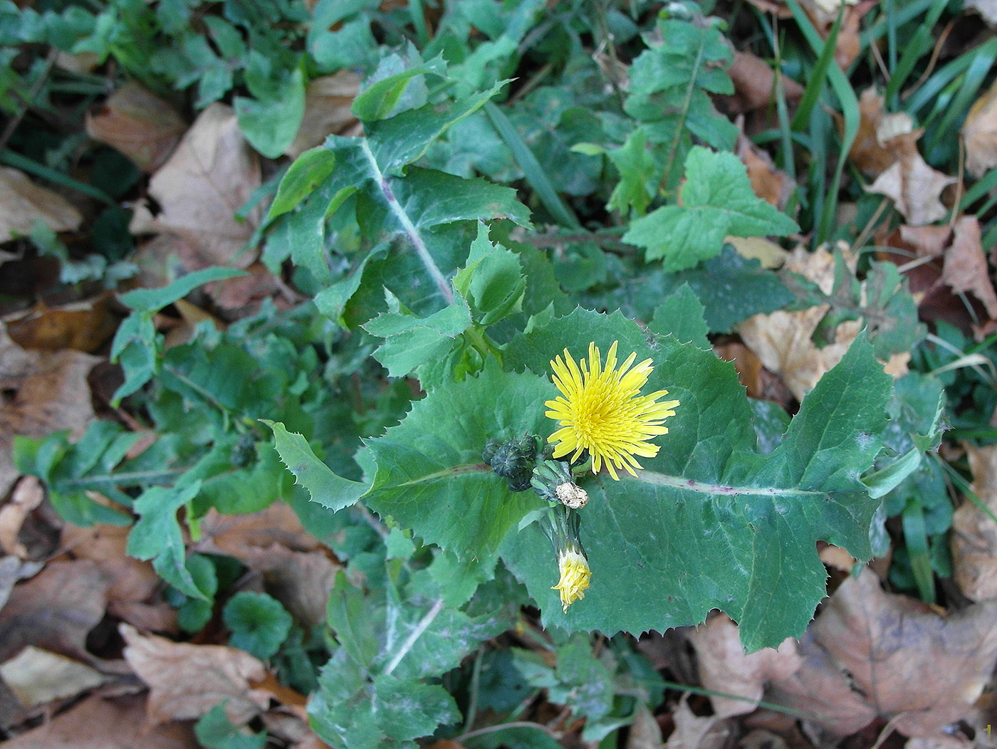 Изображение особи Sonchus oleraceus.