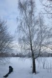 Betula pendula