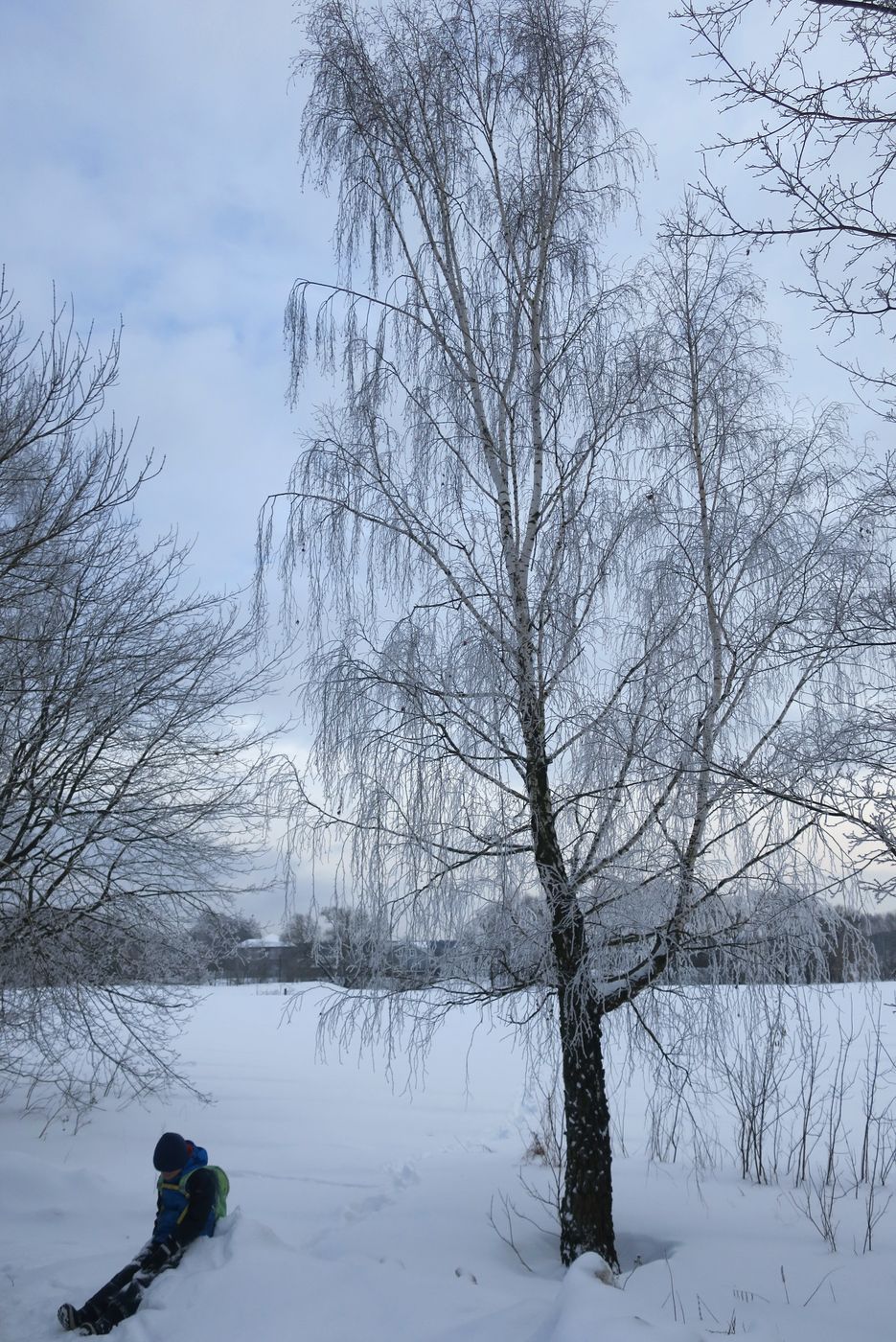 Изображение особи Betula pendula.