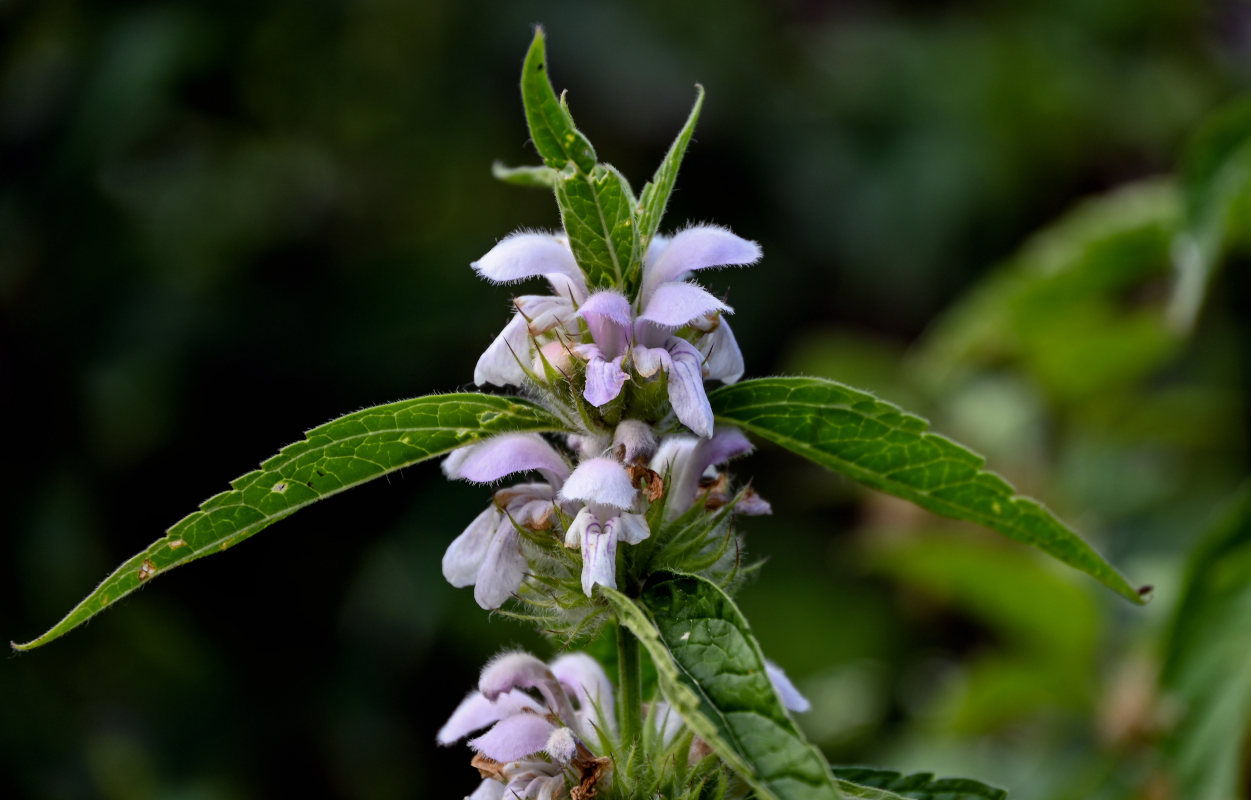 Изображение особи Stachyopsis oblongata.