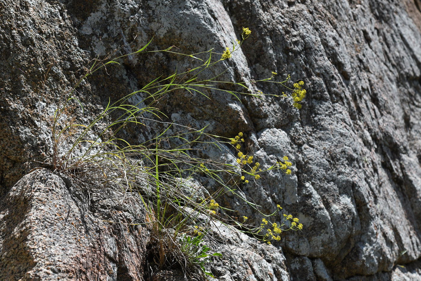 Image of Bupleurum densiflorum specimen.