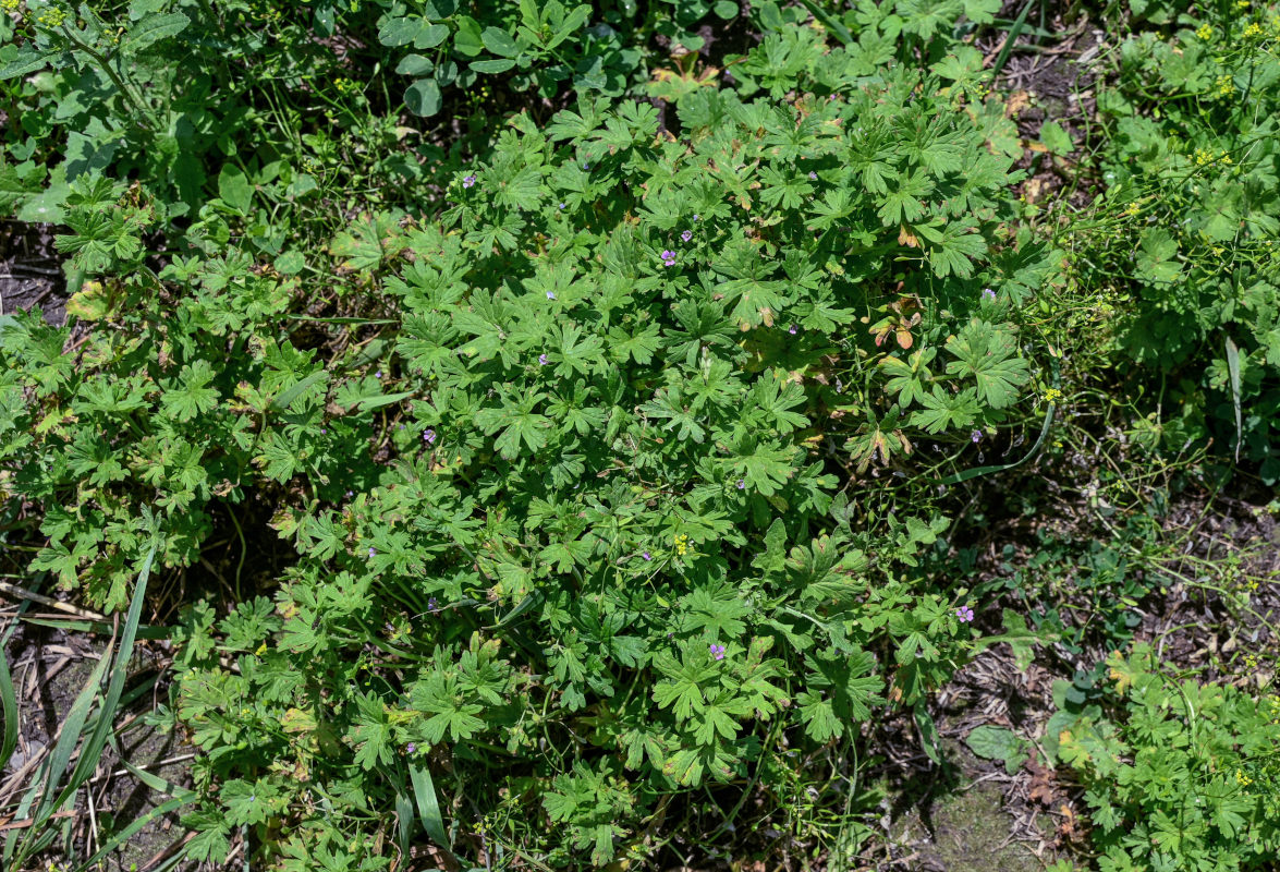 Изображение особи Geranium pusillum.